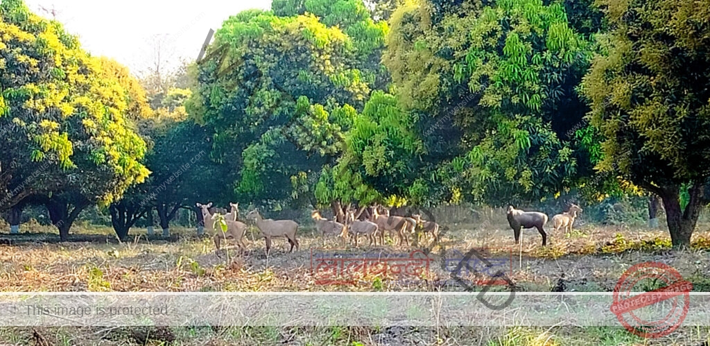 सर्लाहीमा वन्यजन्तुको अवैध चोरी शिकार बढ्यो