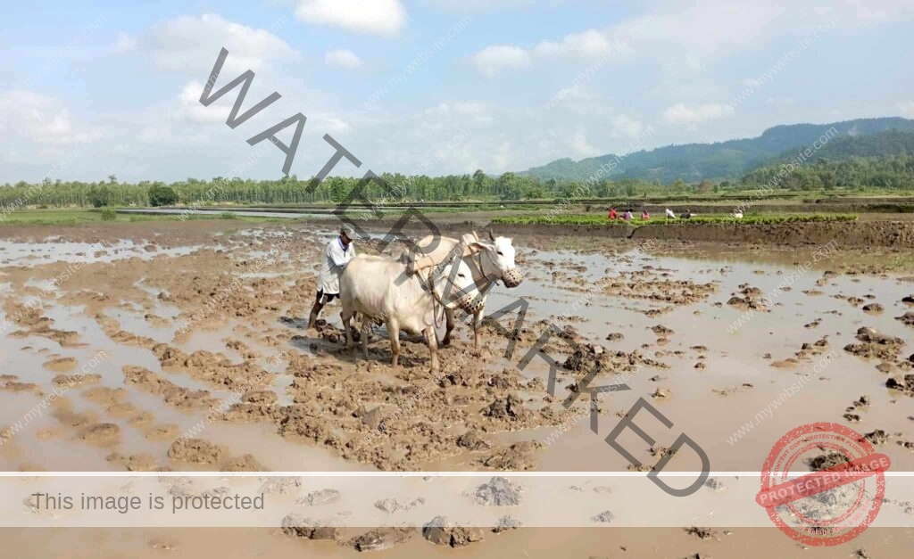 सर्लाही : कतै किसान रोपाइँमा व्यस्त, कतै आकाशे पानीको पर्खाइ