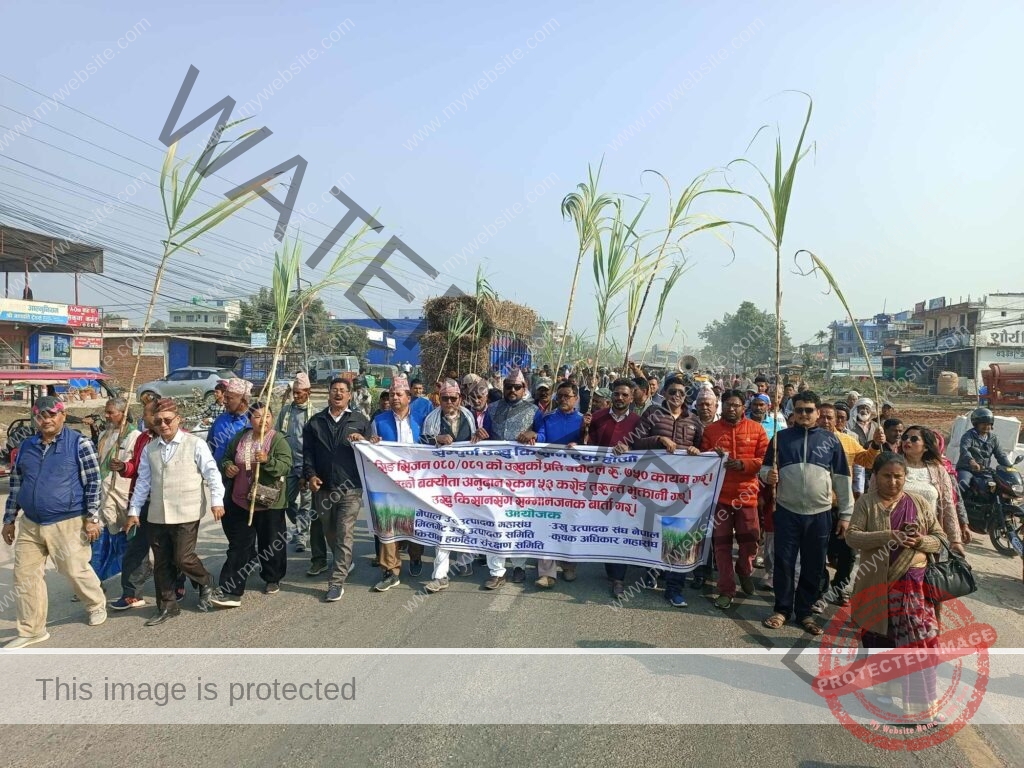 सर्लाहीमा उखु किसानको आन्दोलन सुरु, भाेली अर्थ मन्त्रालय र कृषि मन्त्रालयको पुत्ला जलाईने