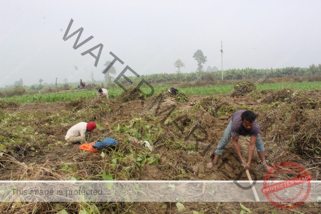 माघे संक्रान्ती नजिकियो, सर्लाहीका किसानलाइ तरुल खन्न भ्याइ नभ्याइ