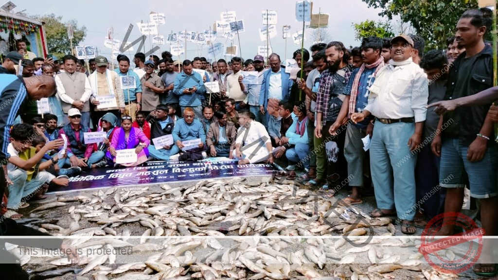 सर्लाहीका माछा पालक किसानले राजमार्गमा माछा फ्याँकेर गरे प्रदर्शन